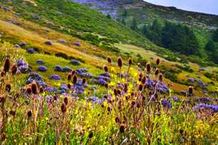 Flowers along the Lost Coast-7124